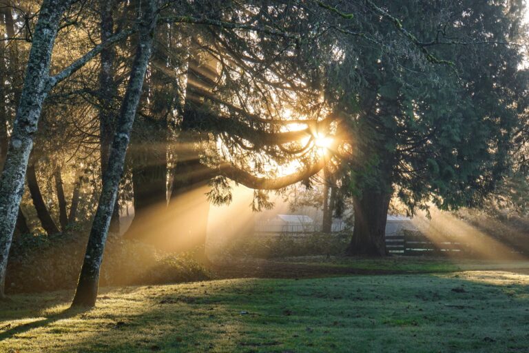 Sunlight streams through trees in a peaceful forest, casting warm rays and shadows on the grass.