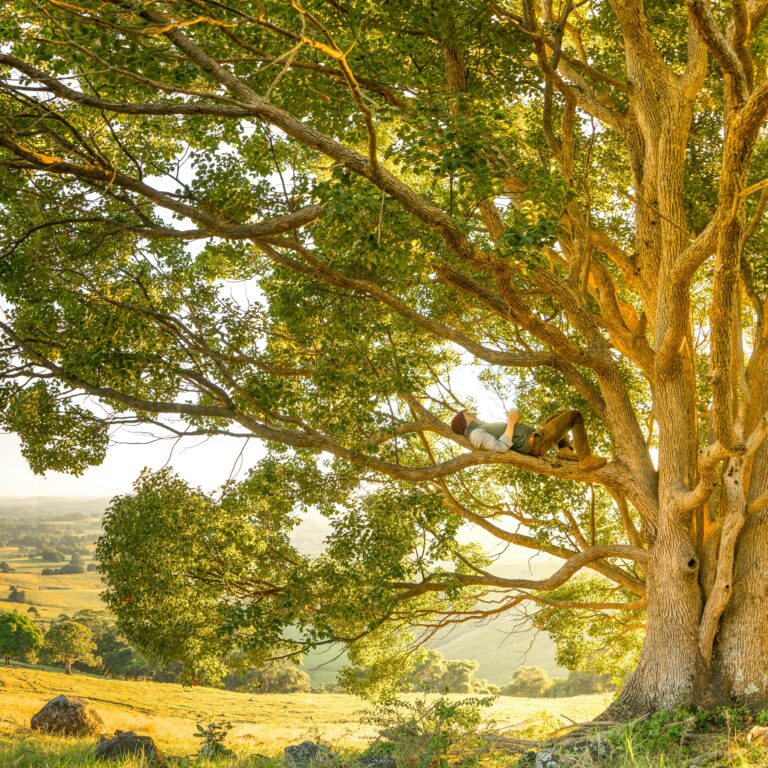 Person relaxing on a large tree branch, surrounded by lush green foliage and a scenic landscape in the background.