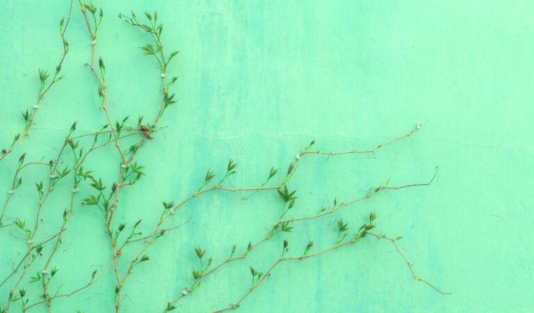 Green vines growing across a pastel green wall.