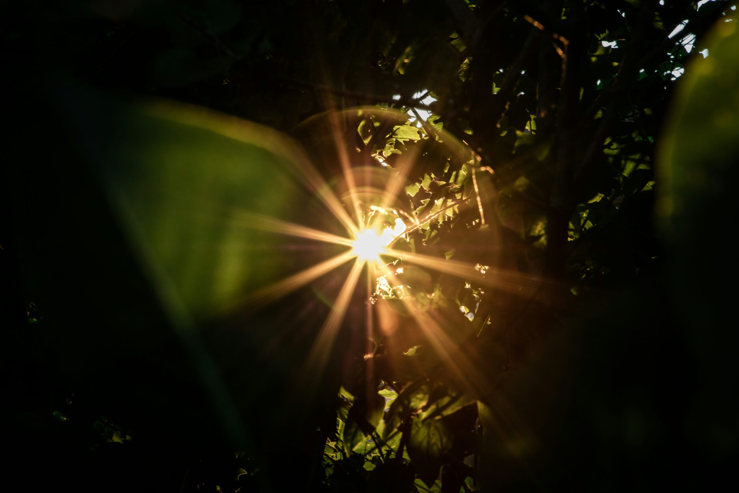Sunlight shines through dense green leaves, creating a bright starburst effect against a dark backdrop.