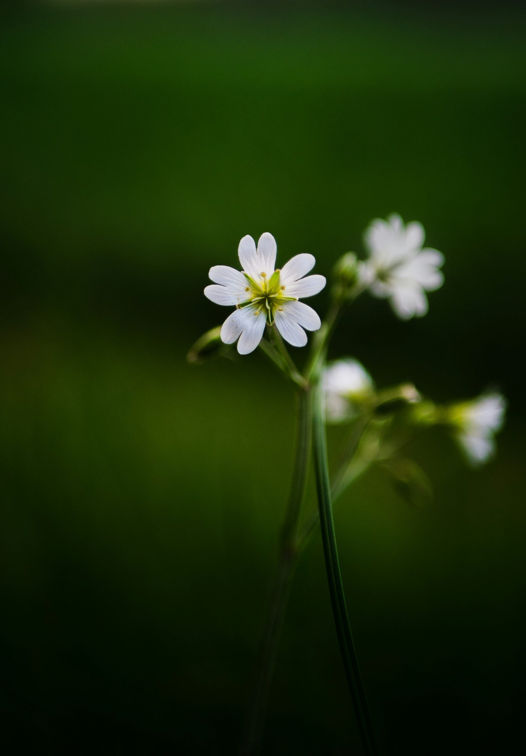 Close-up of delicate white flowers with green stems against a blurred dark green background.