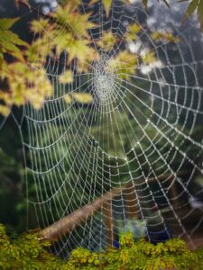 A spider web with dewdrops is strung between green leaves on a misty morning.