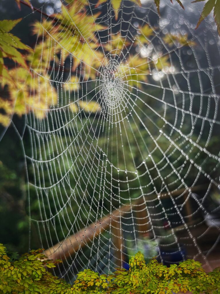 A spider web with dewdrops is strung between green leaves on a misty morning.