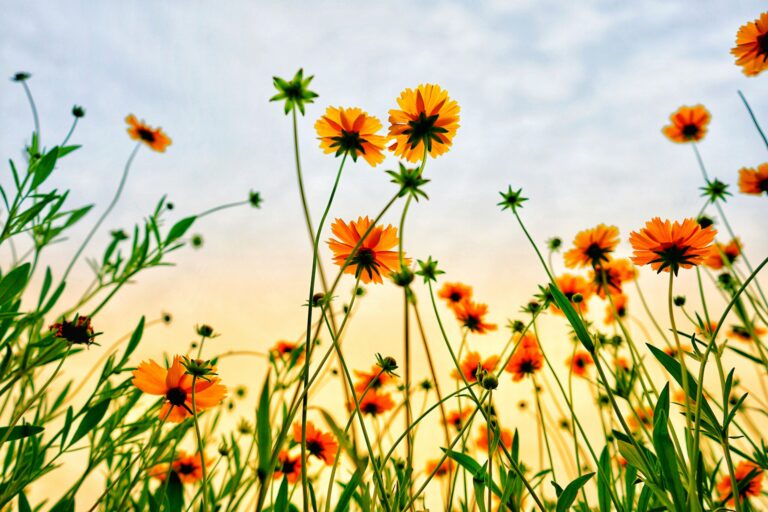Yellow-orange wildflowers and green stems against a soft blue and yellow sky, viewed from below.