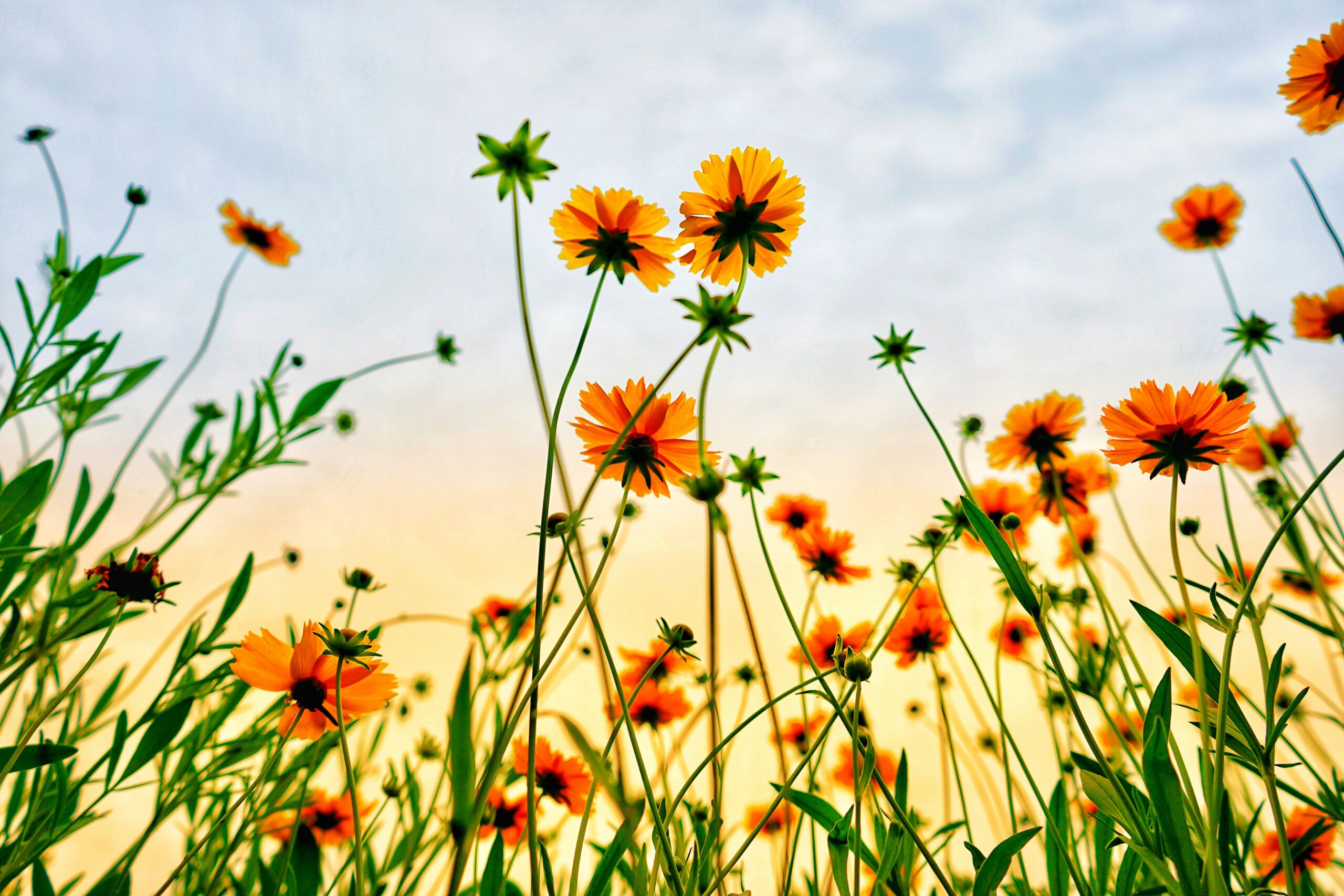 Yellow-orange wildflowers and green stems against a soft blue and yellow sky, viewed from below.