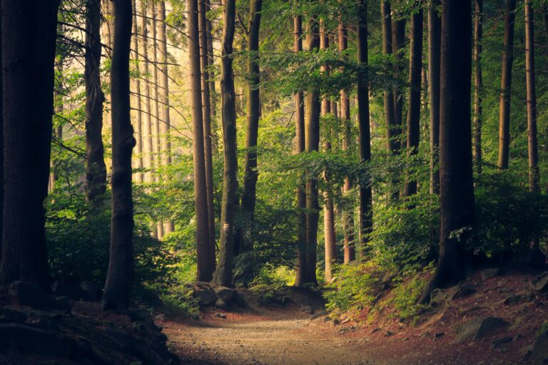 A sunlit forest path winds through tall trees and dense green foliage.