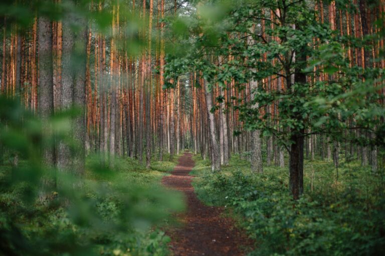 A narrow dirt path winds through a lush green forest with tall, straight trees.