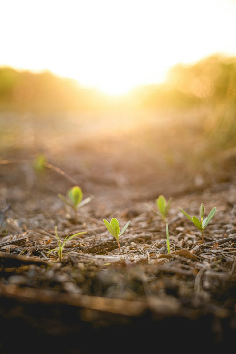 Small green seedlings sprouting from soil in sunlight with a soft, golden background.