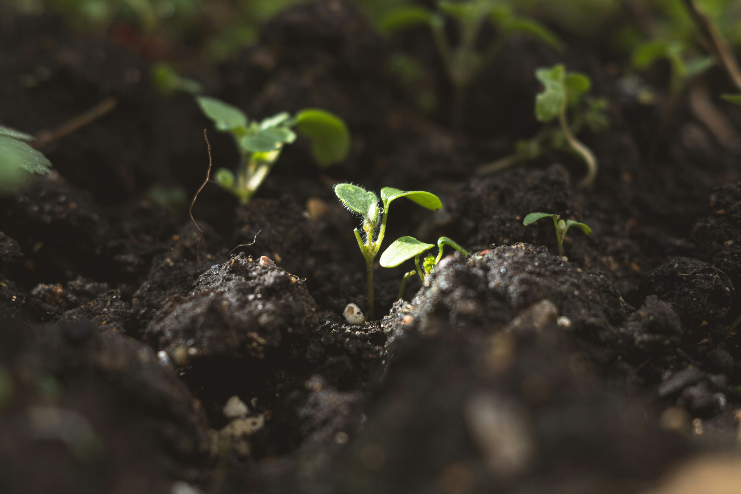 A small green seedling emerging from dark, moist soil with sunlight shining on its leaves.
