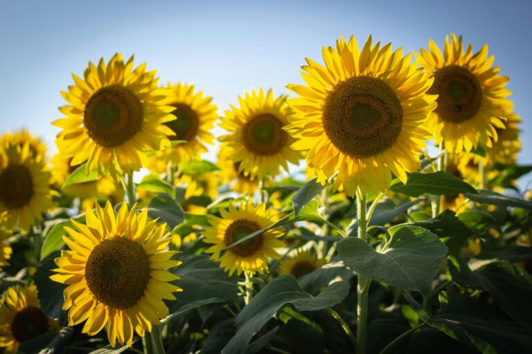 Bright yellow sunflowers in bloom, facing the sun against a clear blue sky, with green leaves visible below.