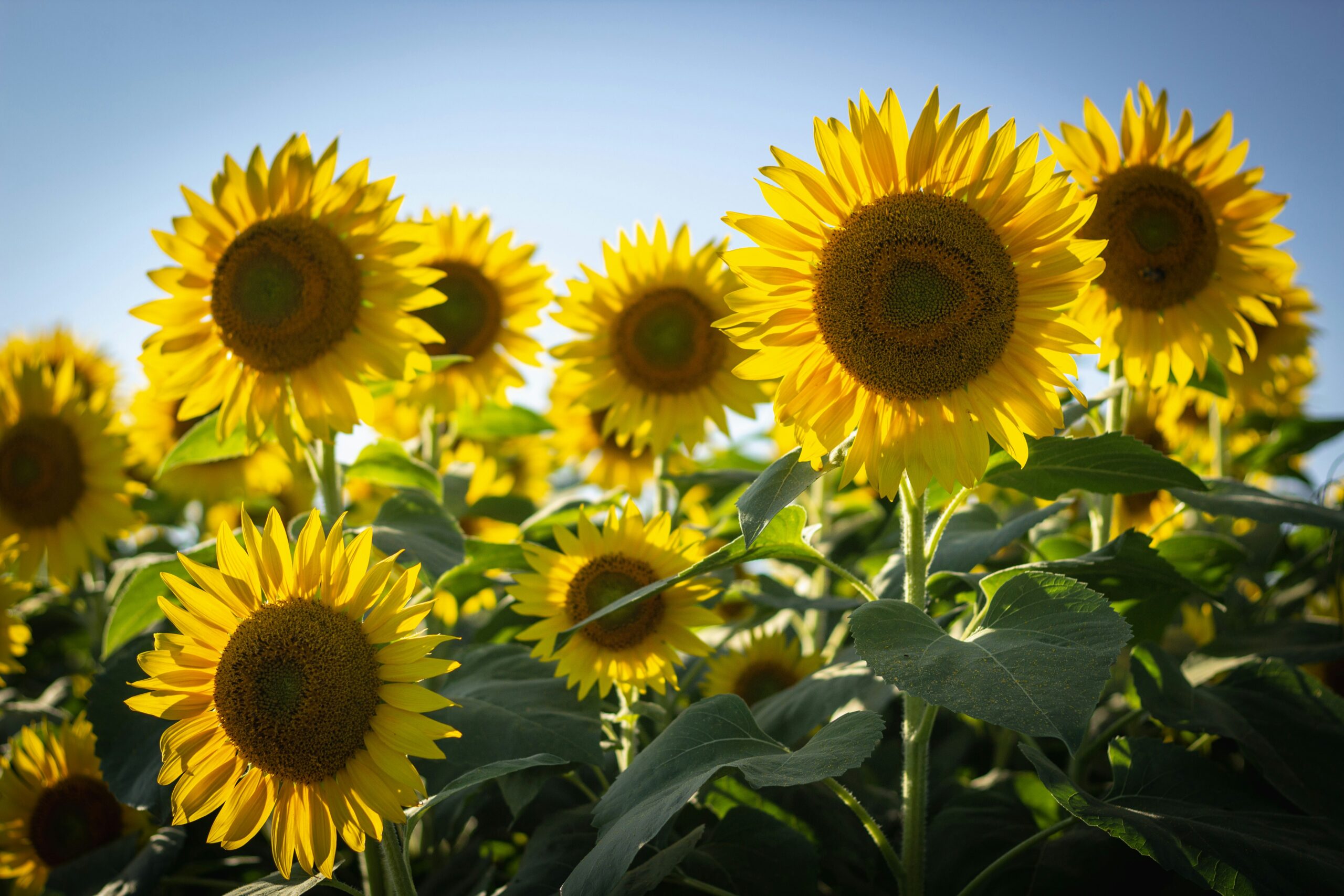 Bright yellow sunflowers in bloom, facing the sun against a clear blue sky, with green leaves visible below.