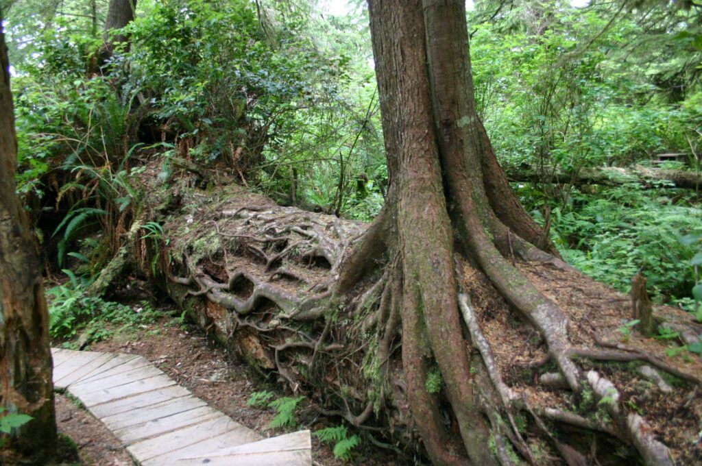 A tree growing on top of a fallen log in a lush, green forest beside a wooden walkway.