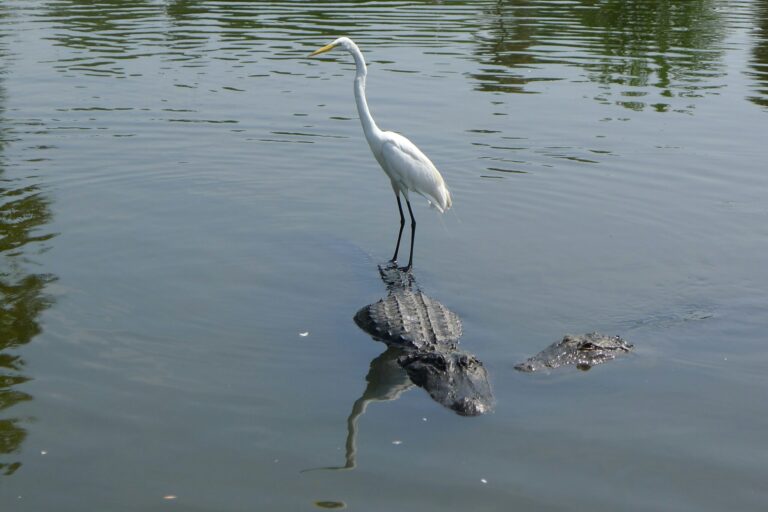 A white egret stands on the back of an alligator in a calm body of water.