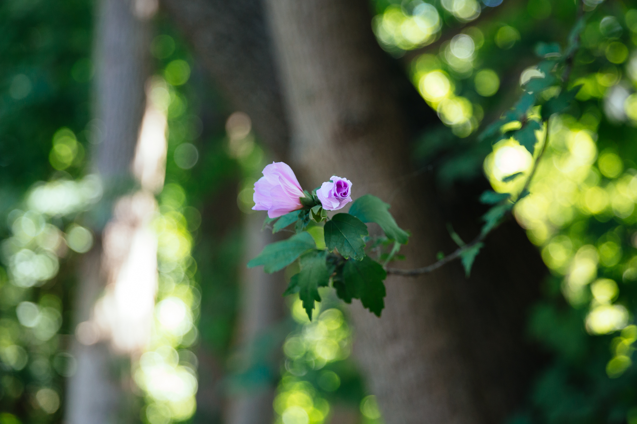 A close-up of a pink flower blooming on a branch with a blurred green forest background.