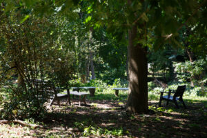 Benches and chairs sit in the shade of tall trees in a quiet, leafy park or garden.