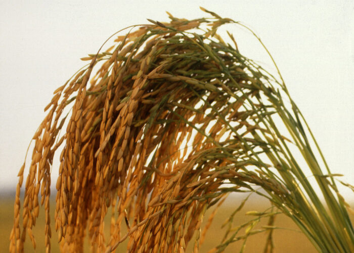 US_long_grain_rice