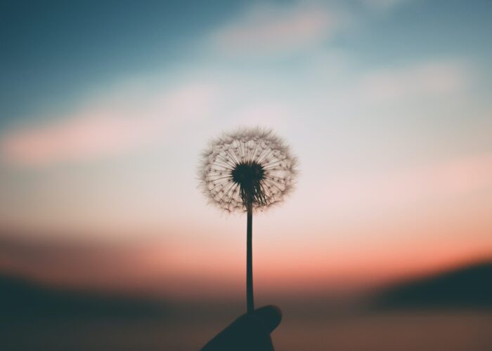 Silhouette of a dandelion against a blurred sunset sky with pink and blue hues.