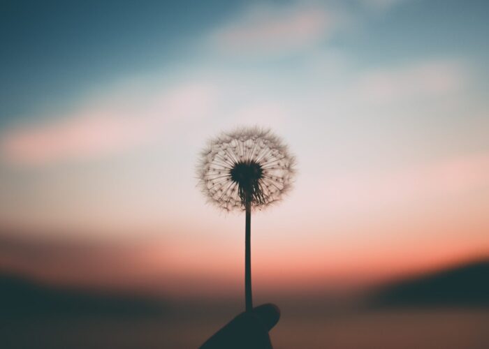 dandelion against sky with rising sun