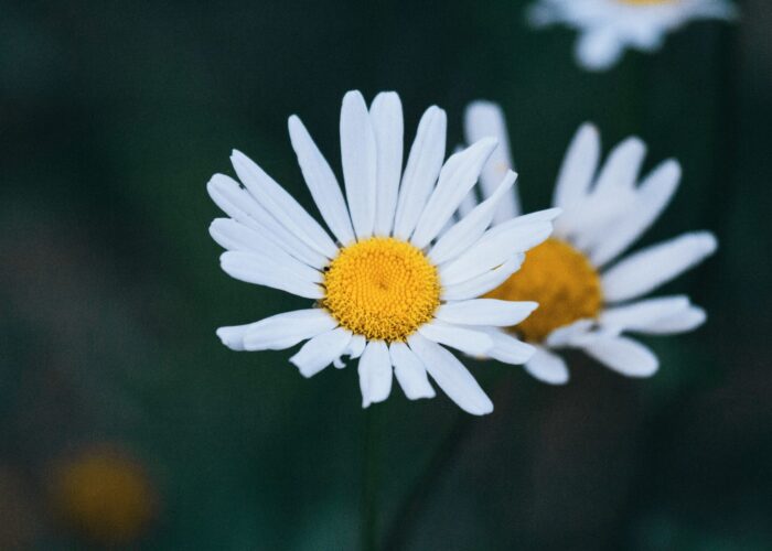 daisies