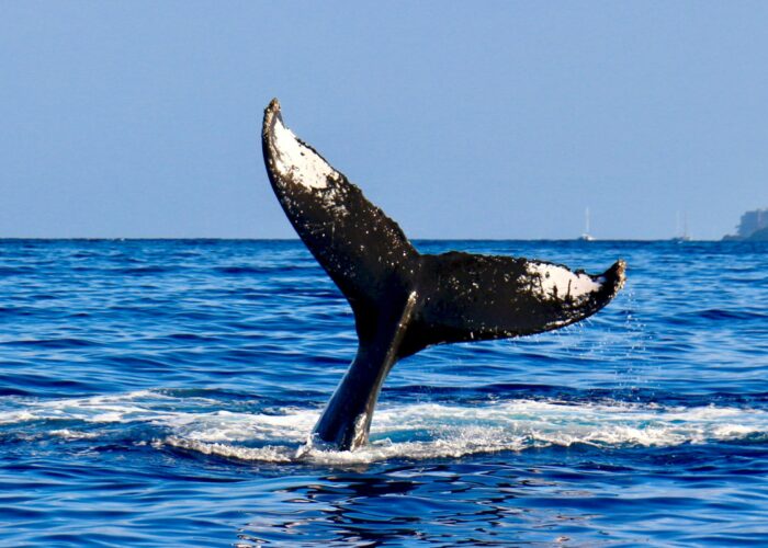 A whales tail emerges from the blue ocean as it dives, creating ripples in the water under a clear sky.