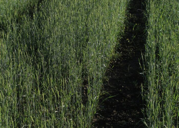 Close-up of green wheat field with visible tire tracks curving through the crops.