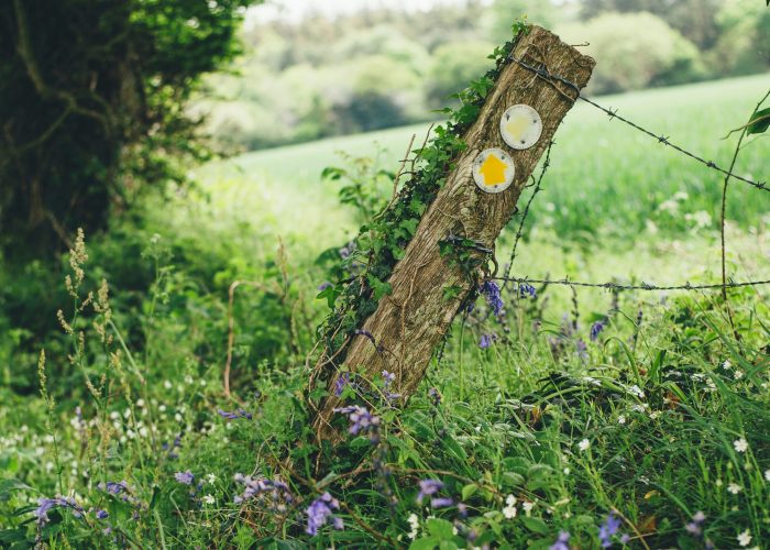 A wooden post with trail markers leans in a lush field surrounded by wildflowers and greenery.