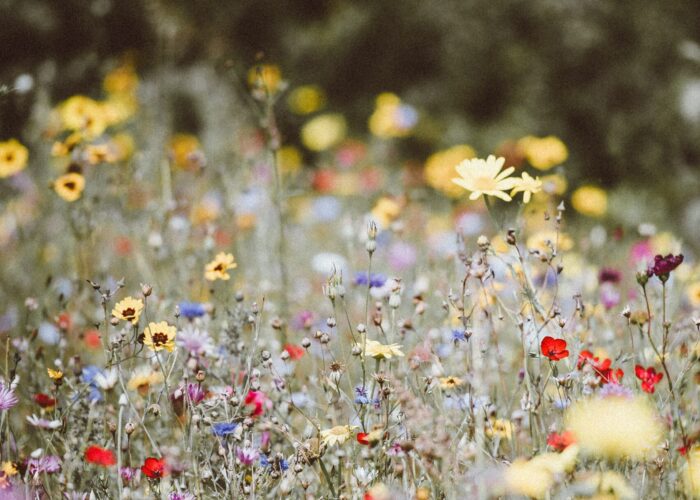 A vibrant field of wildflowers with yellow, red, and purple blooms against a blurred green background.