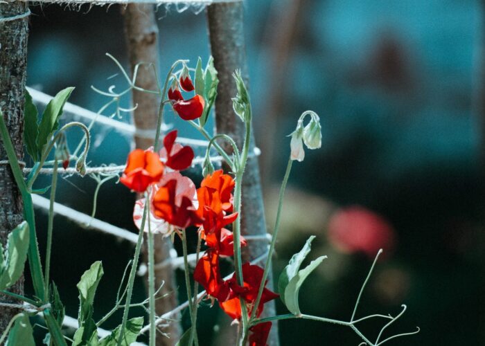 red flowers and twigs and leaves