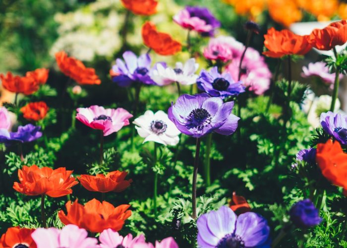 colorful flowers blooming