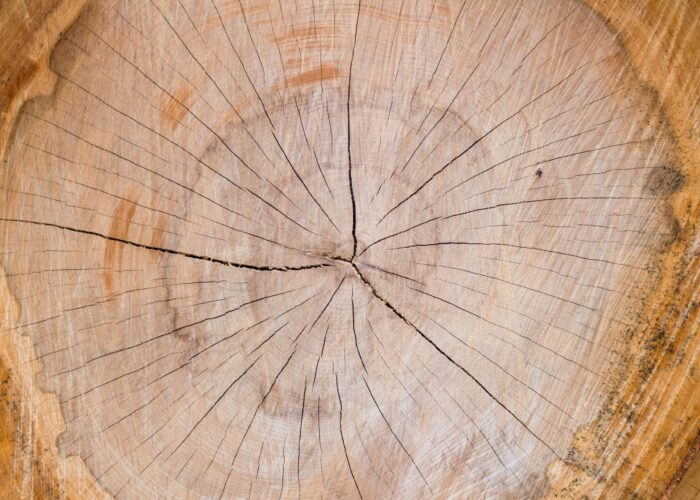 Close-up of a tree stump with visible growth rings and cracks on a wooden surface.