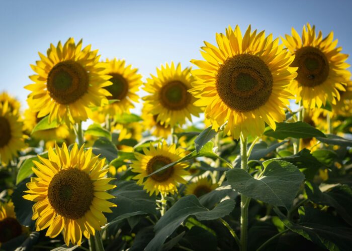 Bright yellow sunflowers in bloom, facing the sun against a clear blue sky, with green leaves visible below.