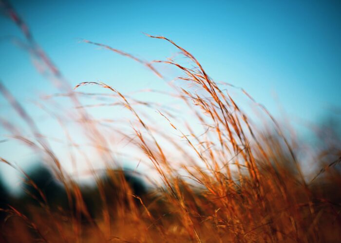 Tall golden grass swaying gently under a clear blue sky.