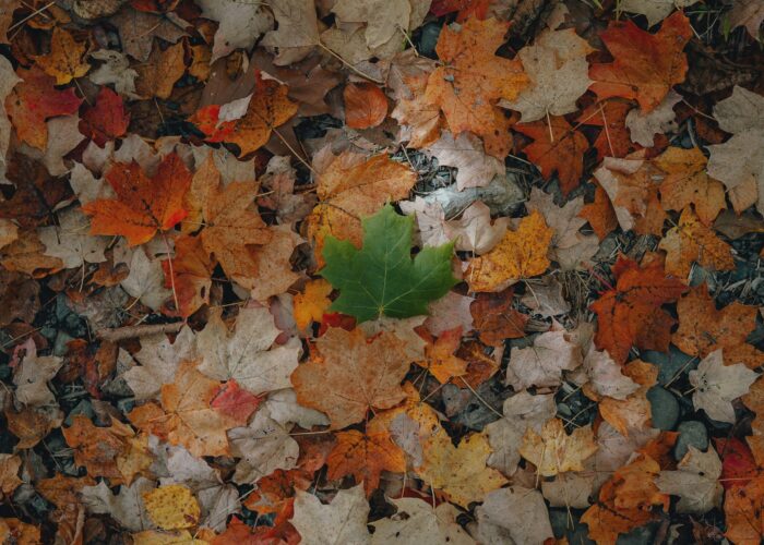 A pile of brown and orange autumn leaves with a single green leaf in the center.