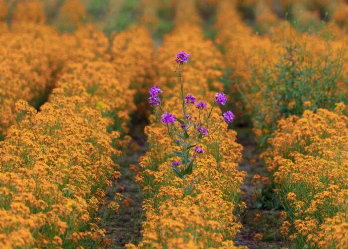 A field of orange wildflowers with a single stalk of purple flowers in the center.