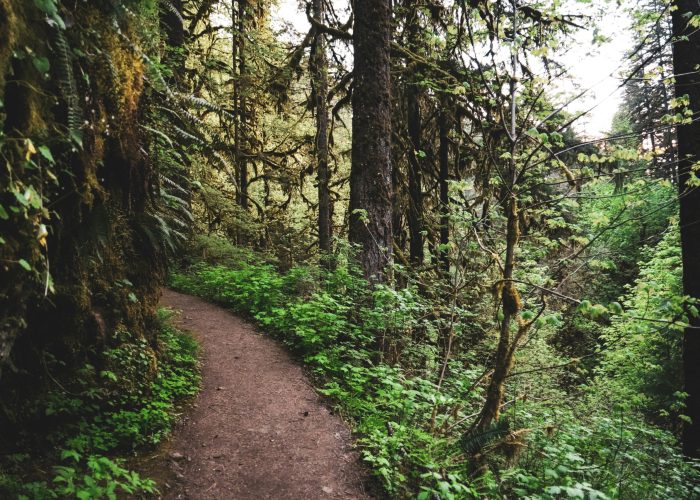 Forest path surrounded by lush green trees and foliage.