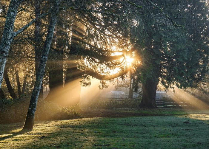 Sunlight streams through trees in a peaceful forest, casting warm rays and shadows on the grass.