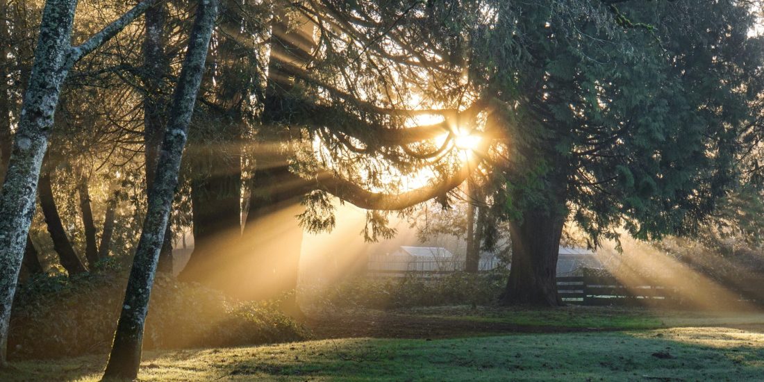 Sunlight streams through trees in a peaceful forest, casting warm rays and shadows on the grass.