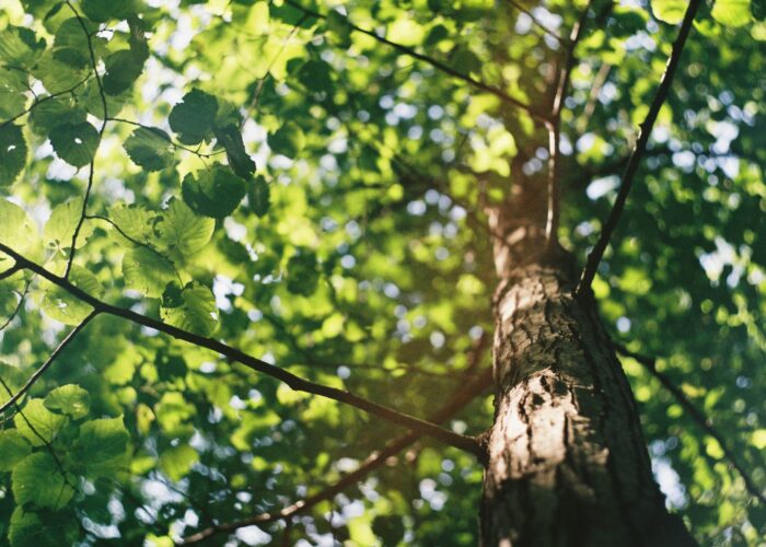 Tree canopy from below