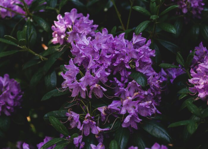 Close-up of vibrant purple rhododendron flowers surrounded by dark green leaves.
