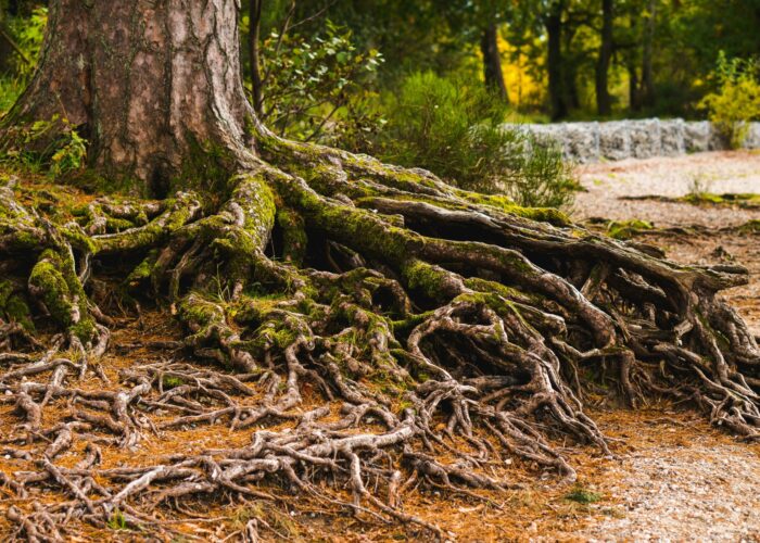 Exposed tree roots spread across the ground in a forest setting.