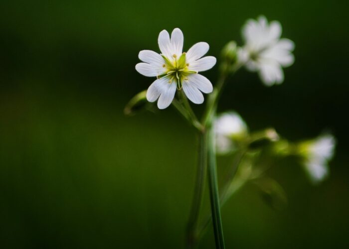 Close-up of delicate white flowers with green stems against a blurred dark green background.