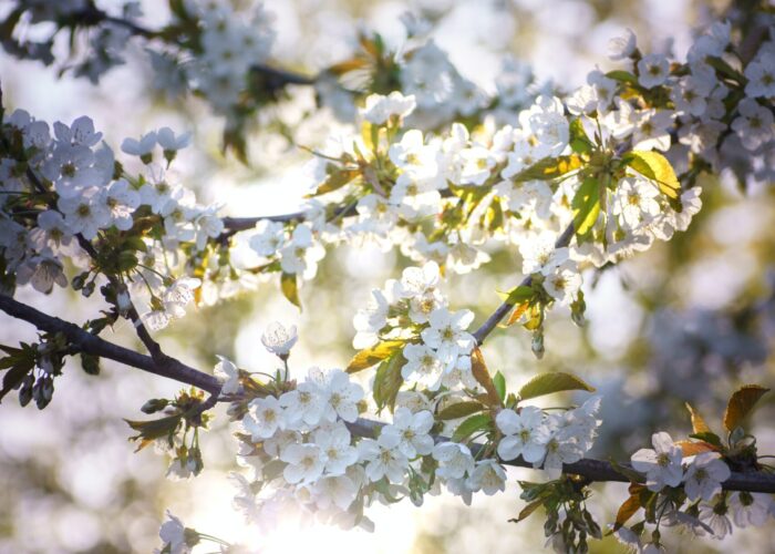 Sunlight filtering through a branch of blooming white cherry blossoms against a blurred background.