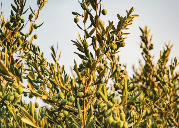 Olive tree branches with green olives against a blue sky.