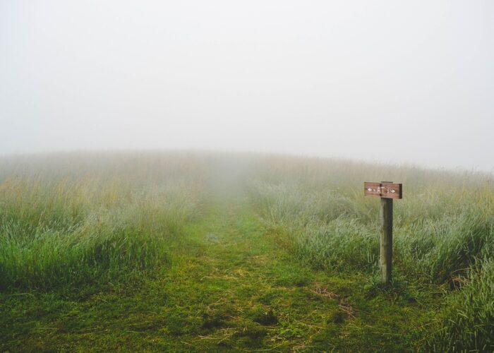 foggy field of grass