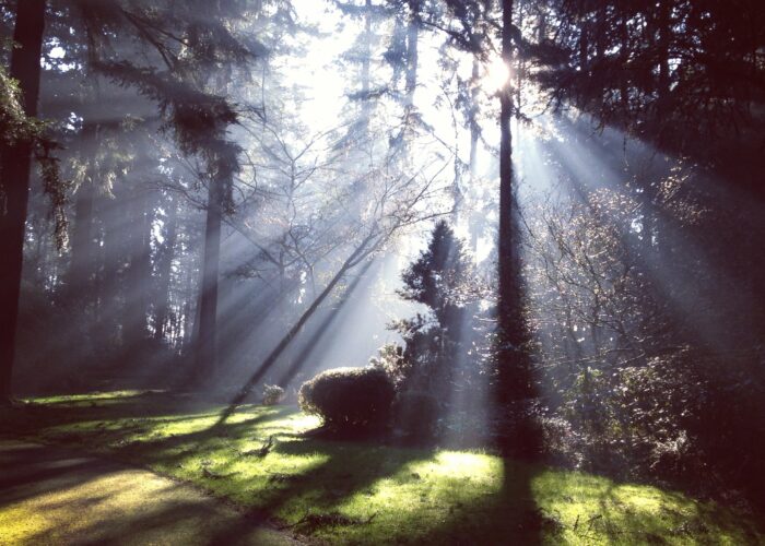 Sunlight streaming through tall trees in a forest, casting long shadows on a lush green meadow.
