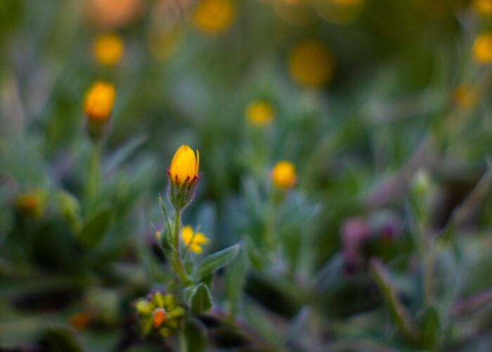 yellow flowers in field