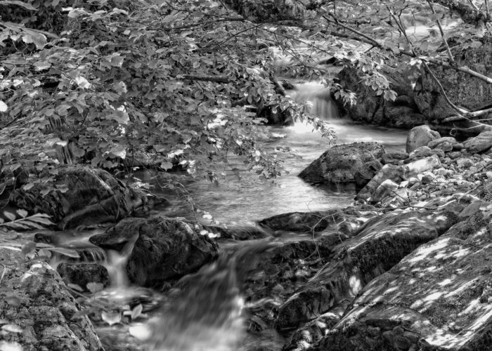 A serene black and white image of a stream flowing through rocks and shaded by lush overhanging branches.