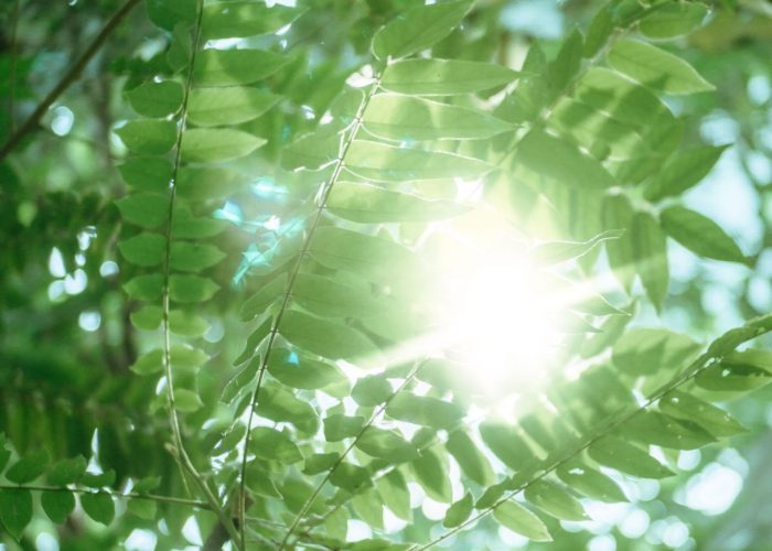 sun through fern-like leaves