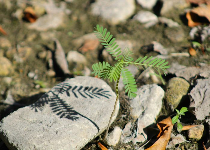 Small green plant casting a shadow on a rock, surrounded by dirt and scattered dry leaves.