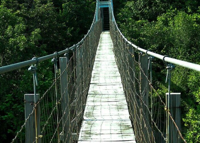 A narrow suspension bridge with wooden planks stretches over dense green forest.